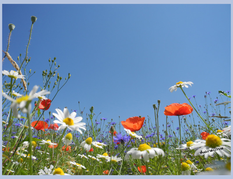 Initiative des Naturschutzbundes: „Blühflächen für Bienen & Co“